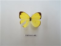 藏品(亮色黃蝶)的圖片